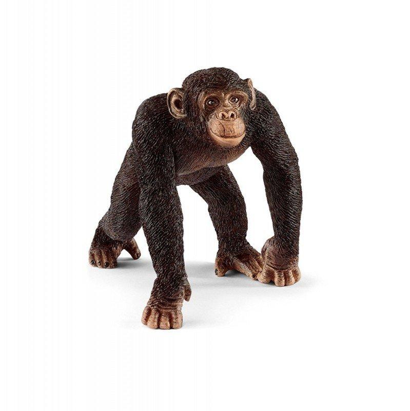 Szympans samiec